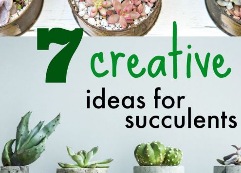 7 creative ideas for decorating with succulents
