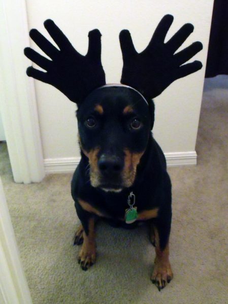 Melinda's dog Kona as a moose