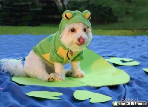 Frog costume