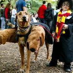 Harry Potter Dog